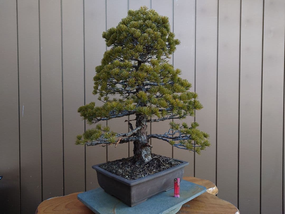 盆栽　五葉松　樹高70cm