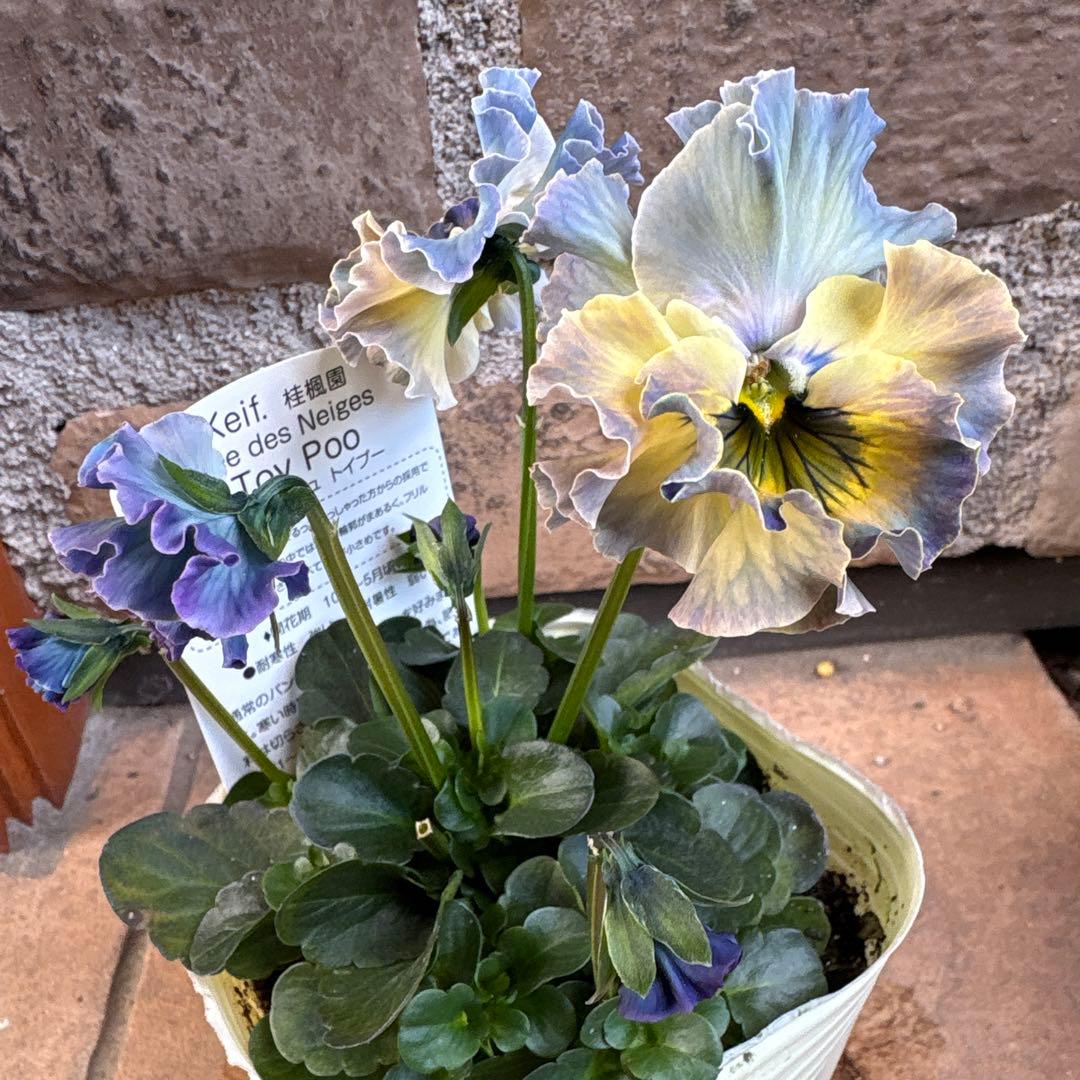 R*U様 フェデネージュ・トイプー1