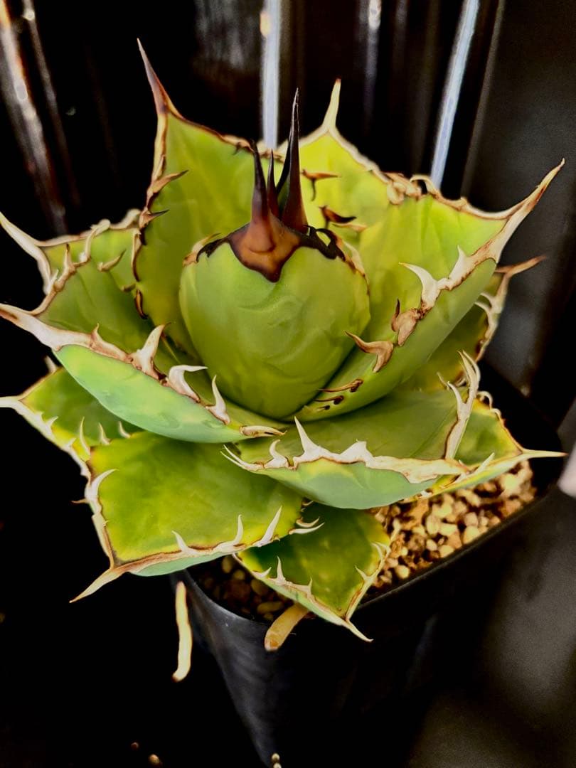 アガベ titanota No.1 ナンバーワン錦 チタノタ agave 発済