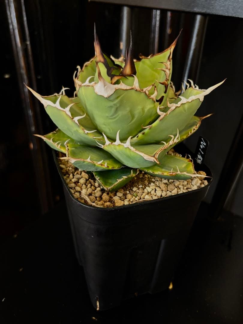 アガベ titanota No.1 ナンバーワン錦 チタノタ agave 発済