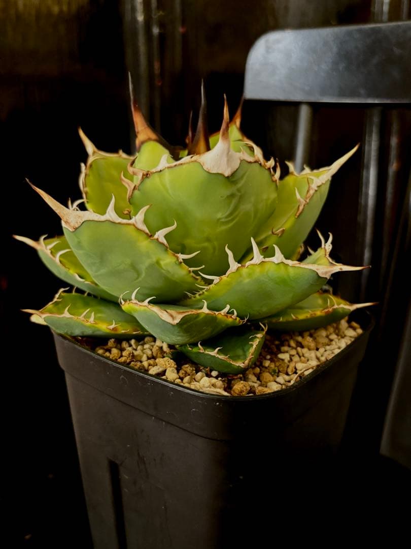 アガベ titanota No.1 ナンバーワン錦 チタノタ agave 発済
