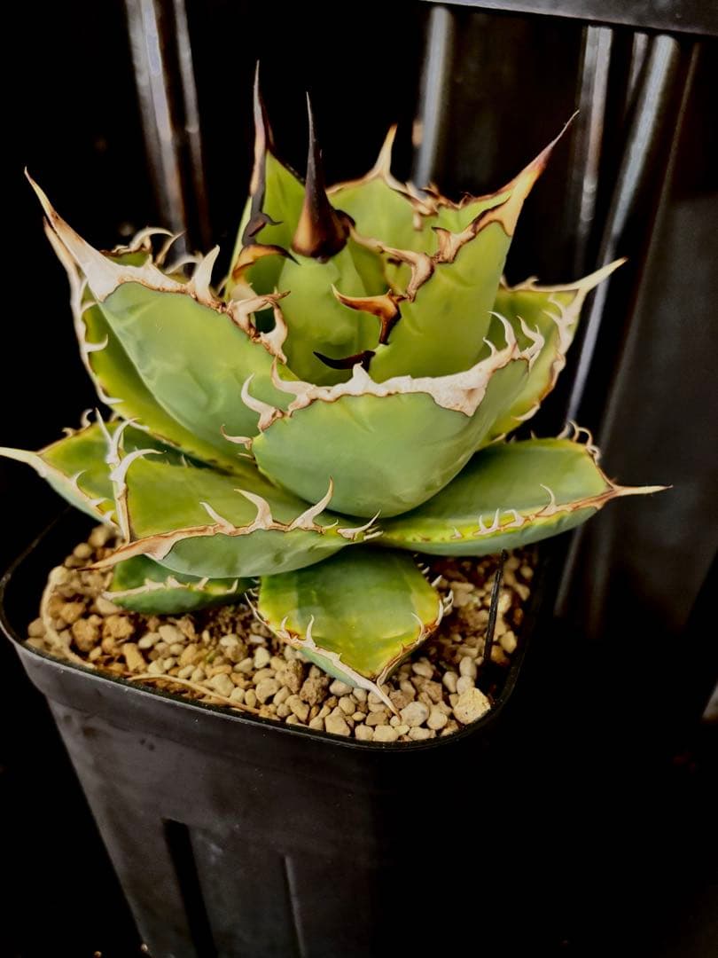 アガベ titanota No.1 ナンバーワン錦 チタノタ agave 発済
