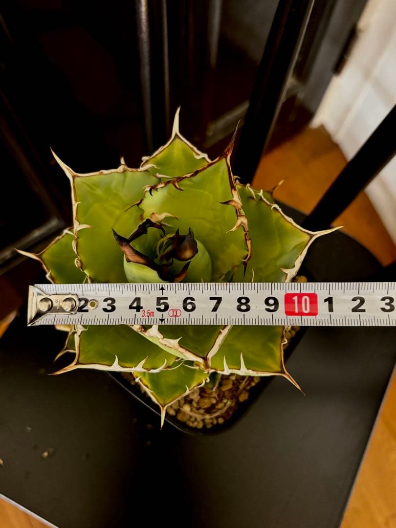 アガベ titanota No.1 ナンバーワン錦 チタノタ agave 発済