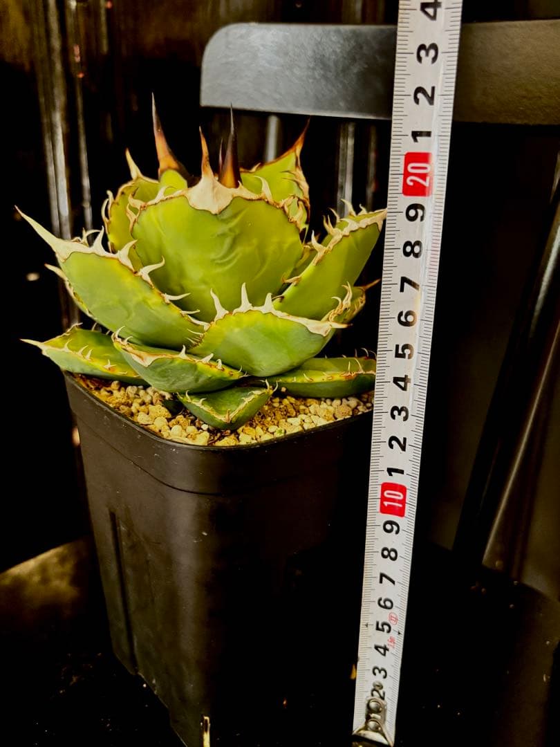 アガベ titanota No.1 ナンバーワン錦 チタノタ agave 発済