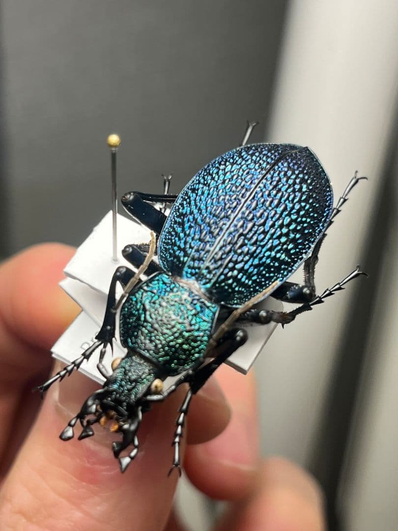 【41mm】イボハダオサムシ 標本イカブリ ハンミョウ アイヌキンオサムシ