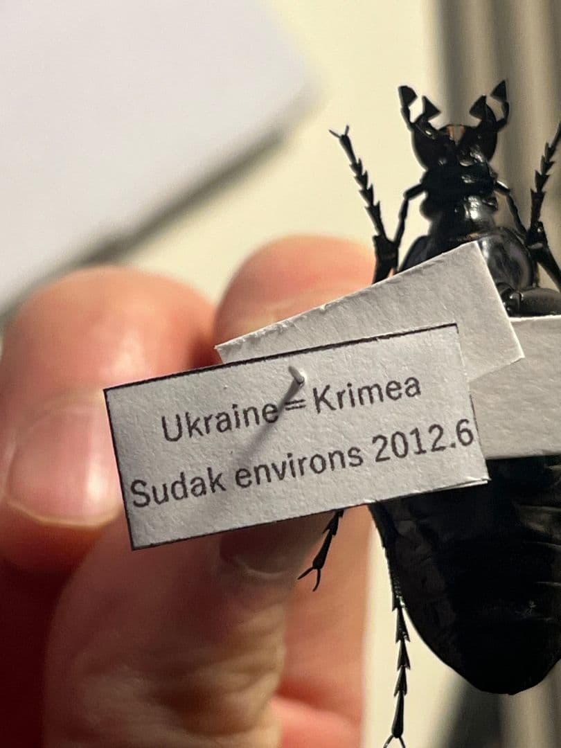 【41mm】イボハダオサムシ 標本イカブリ ハンミョウ アイヌキンオサムシ