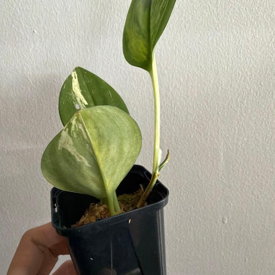 スキンダプサス Scindapsus treubii ‘Dark Yellow’