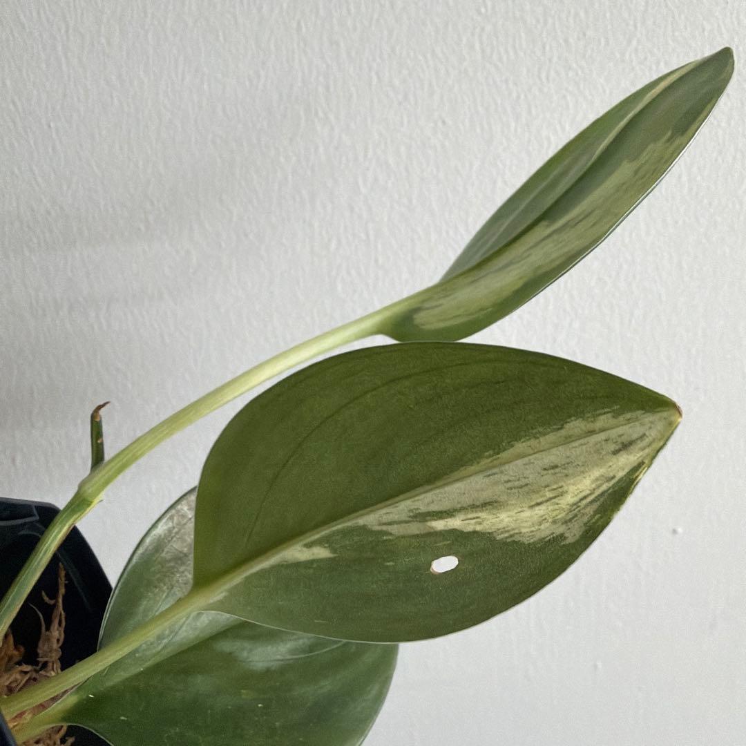 スキンダプサス Scindapsus treubii ‘Dark Yellow’