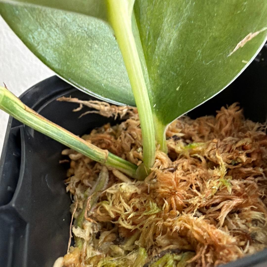 スキンダプサス Scindapsus treubii ‘Dark Yellow’