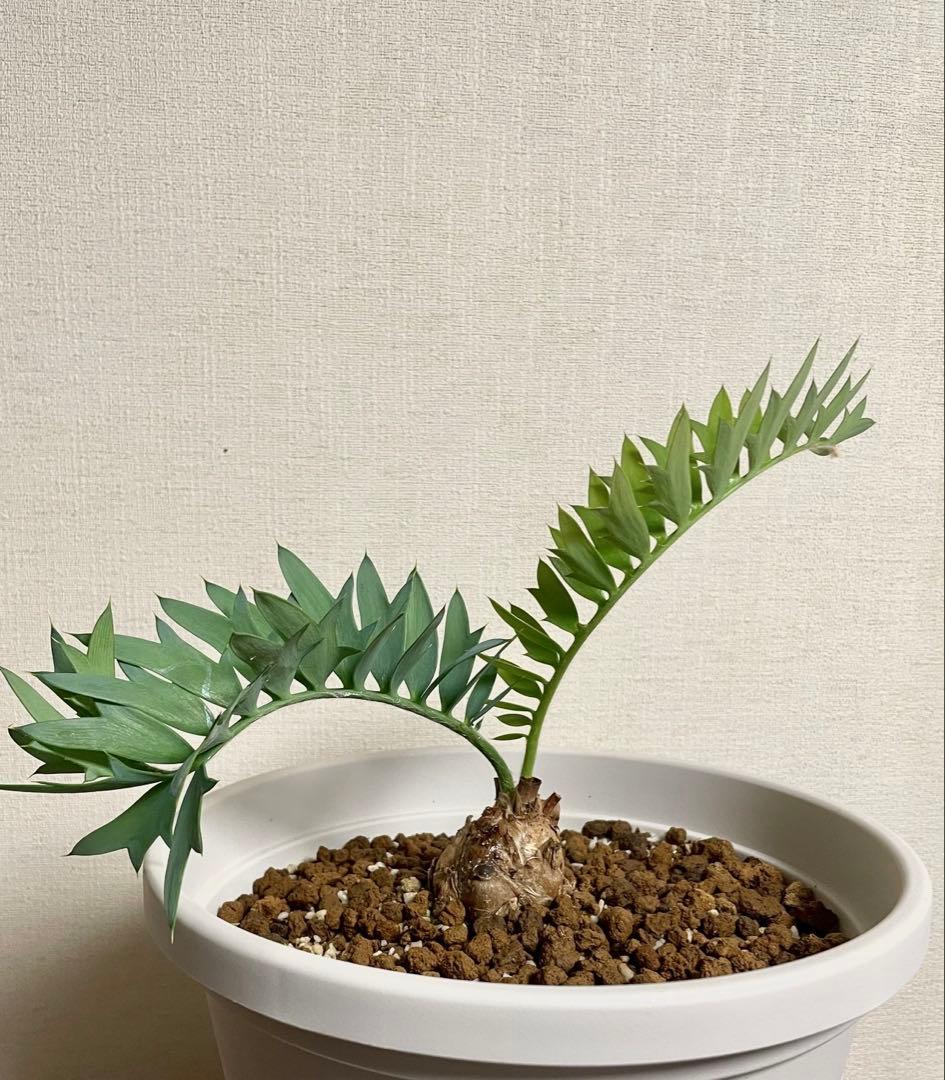 エンセファラルトスホリダス　今年フラッシュ株　発根済　南アフリカ産