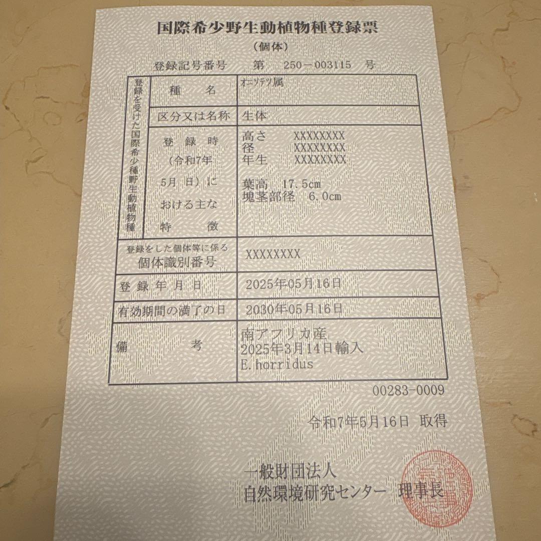 エンセファラルトスホリダス　今年フラッシュ株　発根済　南アフリカ産