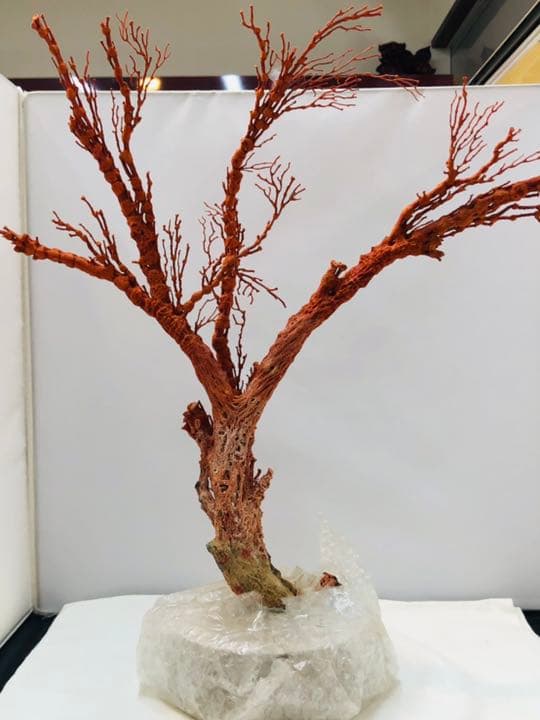 【セール❗️】天然アップル珊瑚　置物