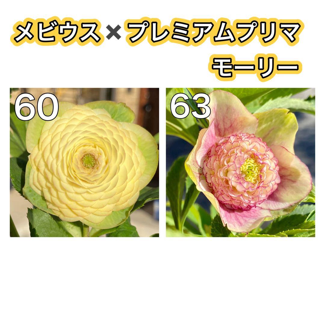 メビウス×プレミアムプリマヴェーラモーリーメビウス★クリスマスローズ苗★フル多弁