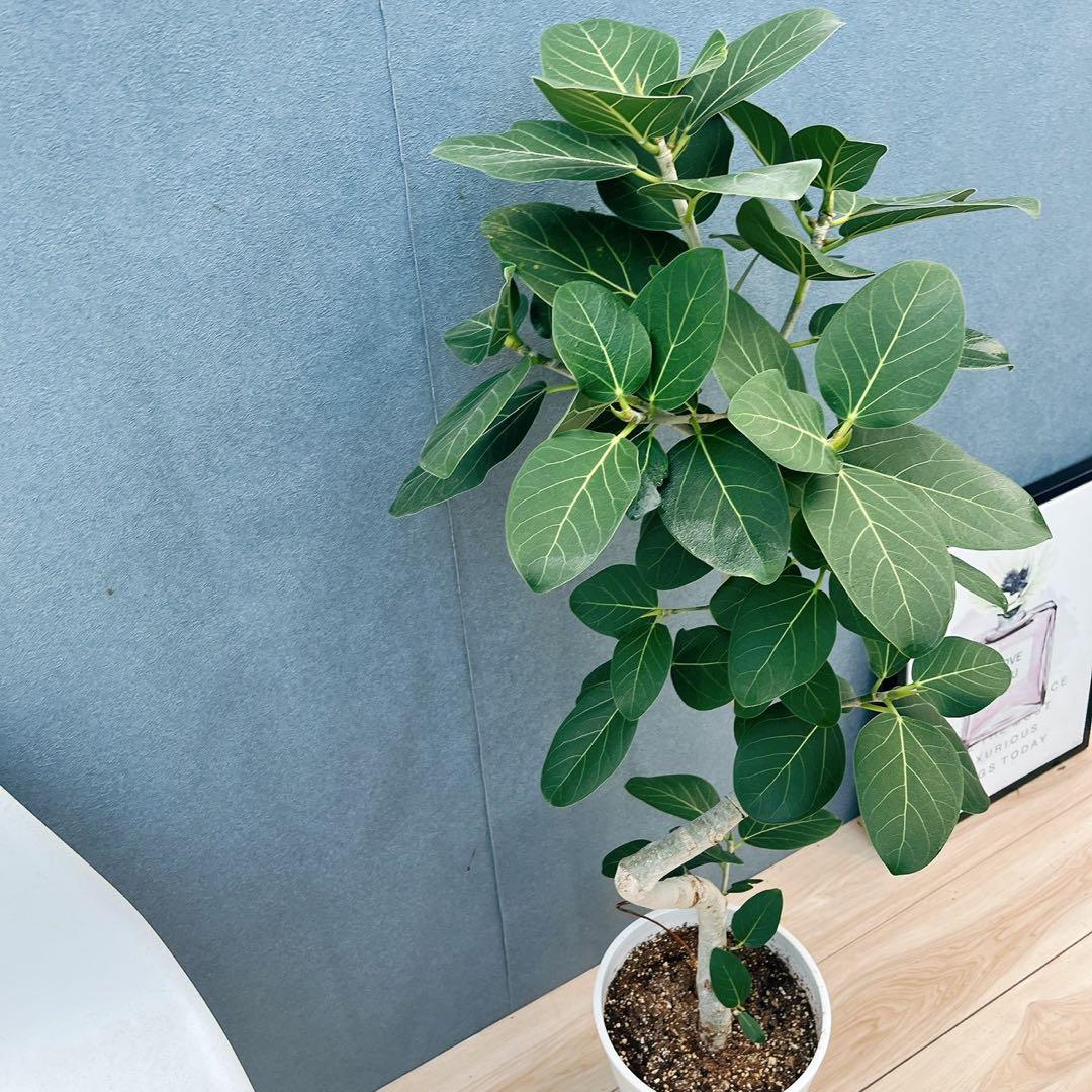 ［現品］4番　フィカス　ベンガレンシス　曲がり 8号　観葉植物　室内　人気