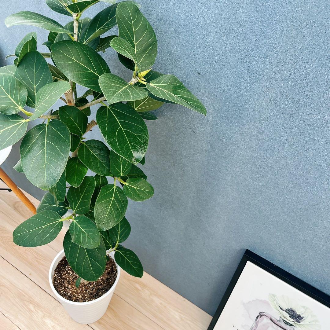［現品］4番　フィカス　ベンガレンシス　曲がり 8号　観葉植物　室内　人気