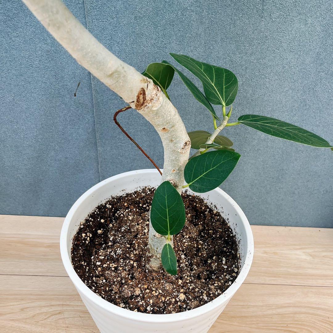 ［現品］4番　フィカス　ベンガレンシス　曲がり 8号　観葉植物　室内　人気