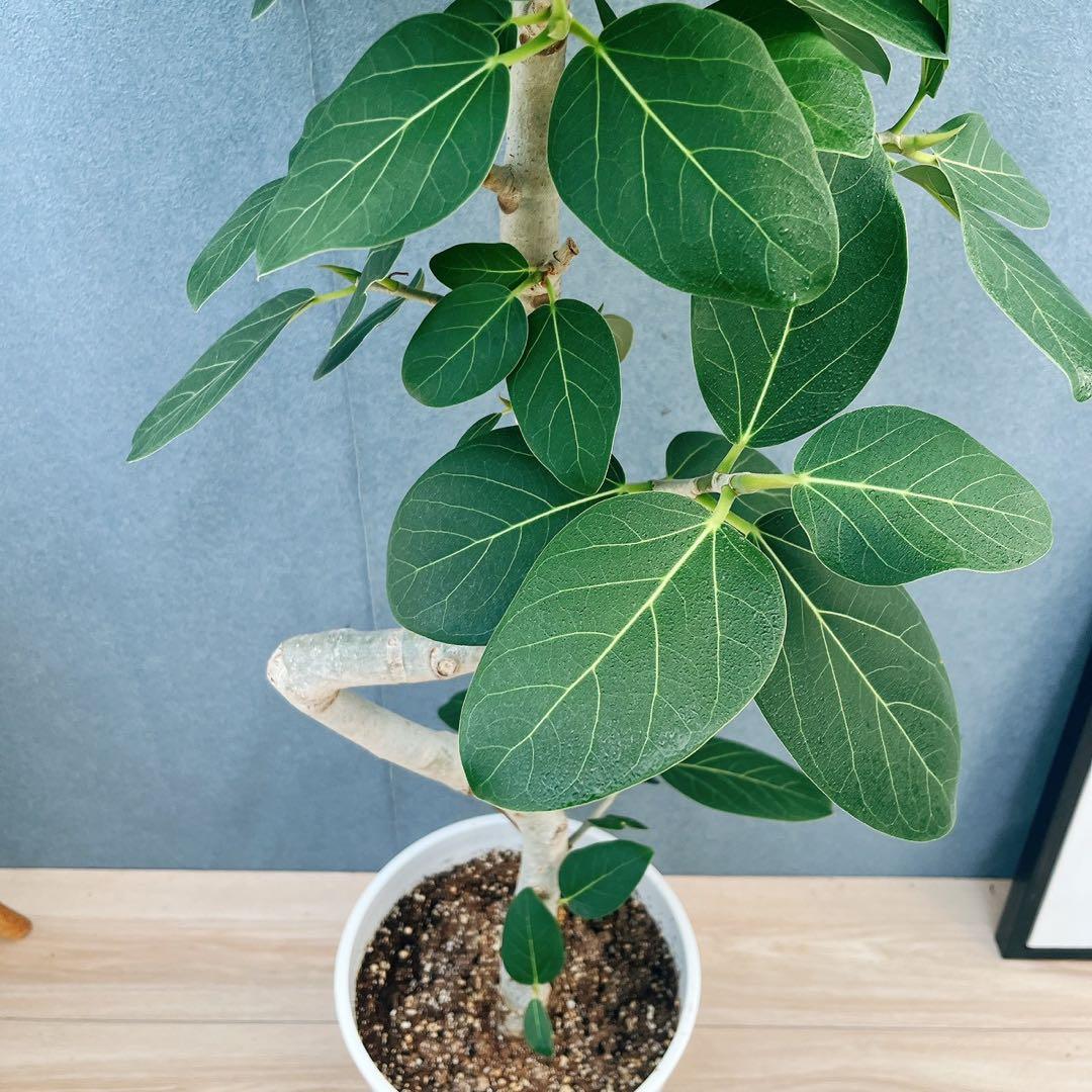 ［現品］4番　フィカス　ベンガレンシス　曲がり 8号　観葉植物　室内　人気
