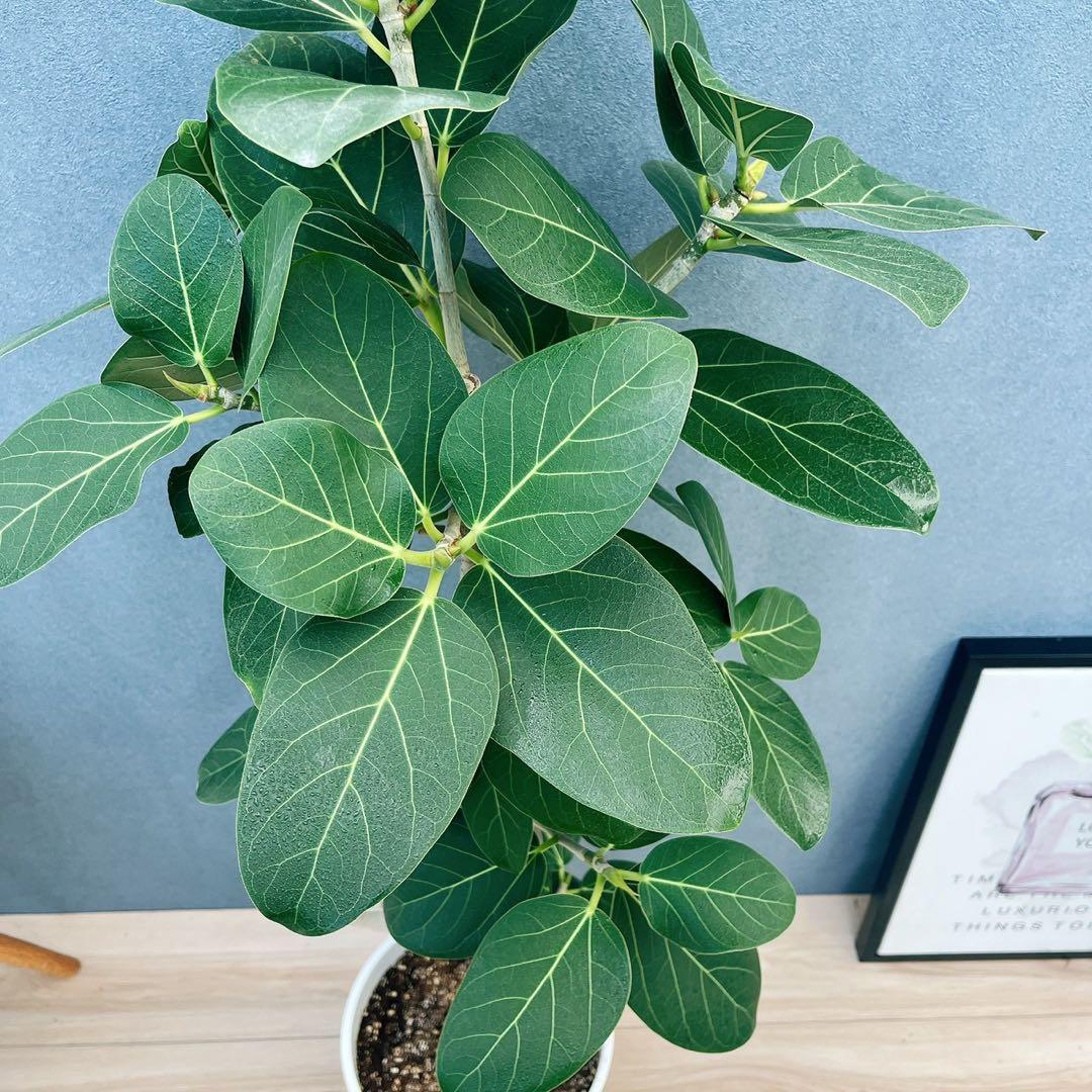 ［現品］4番　フィカス　ベンガレンシス　曲がり 8号　観葉植物　室内　人気