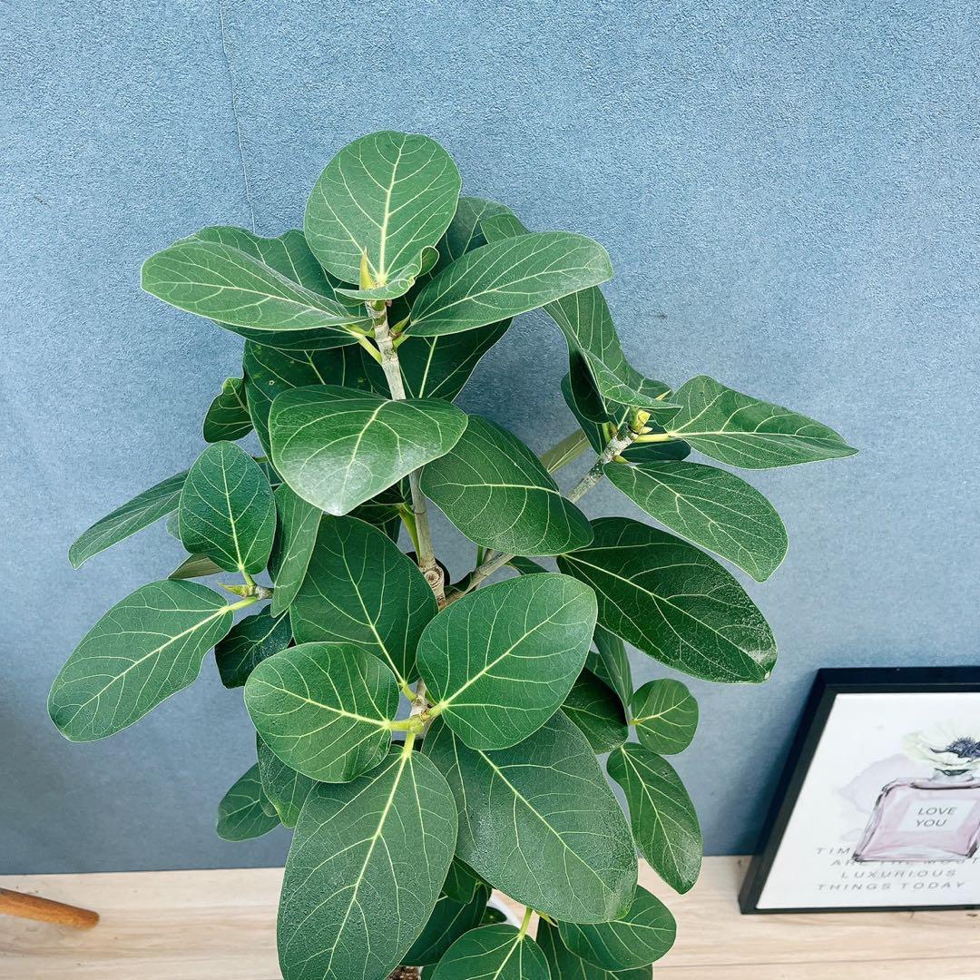 ［現品］4番　フィカス　ベンガレンシス　曲がり 8号　観葉植物　室内　人気