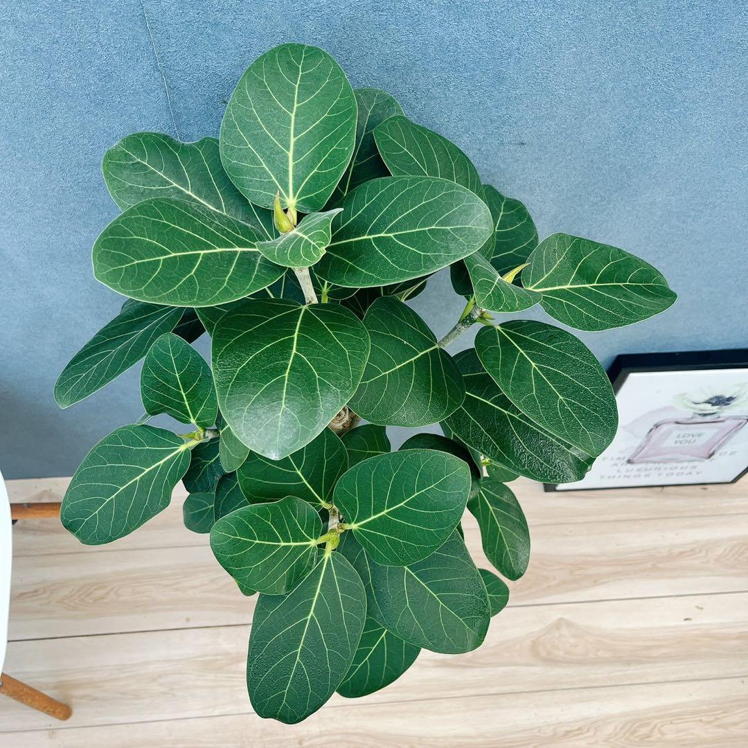 ［現品］4番　フィカス　ベンガレンシス　曲がり 8号　観葉植物　室内　人気