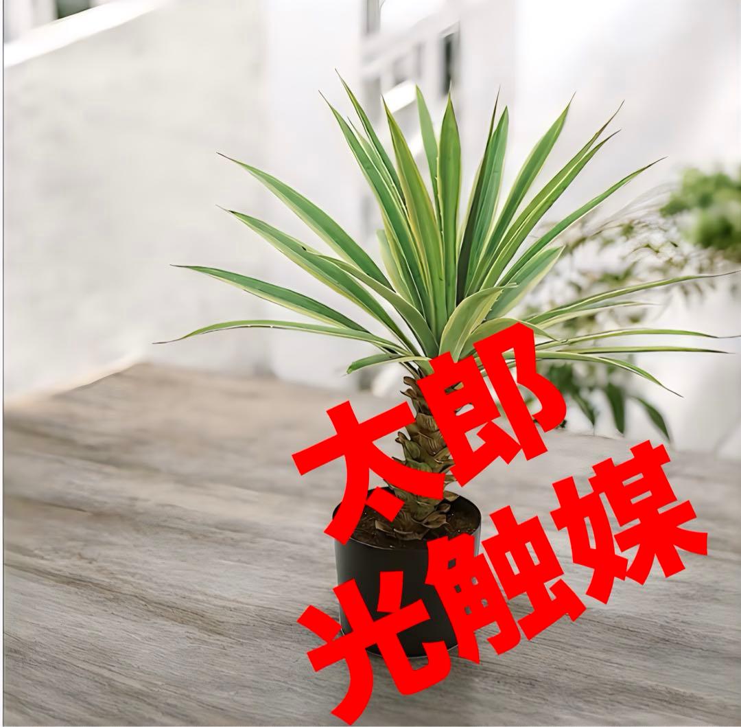光触媒　人工観葉植物　ウォールグリーン　フェイクグリーン　フラワー　斑入りユッカ