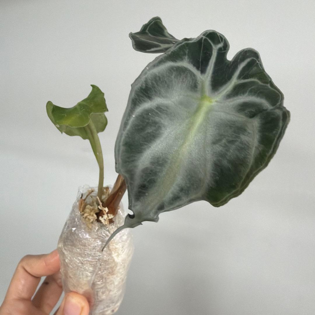 アロカシア ヴェノム Alocasia 'Venom' 管理番号s230