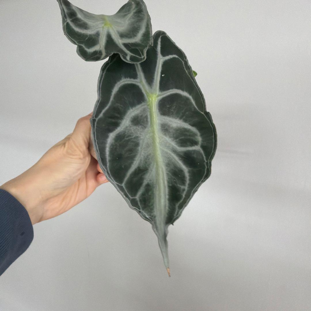 アロカシア ヴェノム Alocasia 'Venom' 管理番号s230