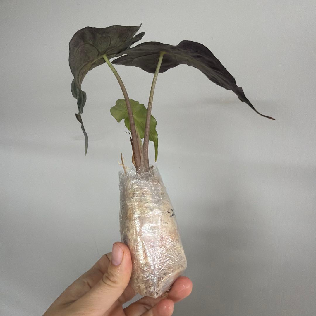アロカシア ヴェノム Alocasia 'Venom' 管理番号s230