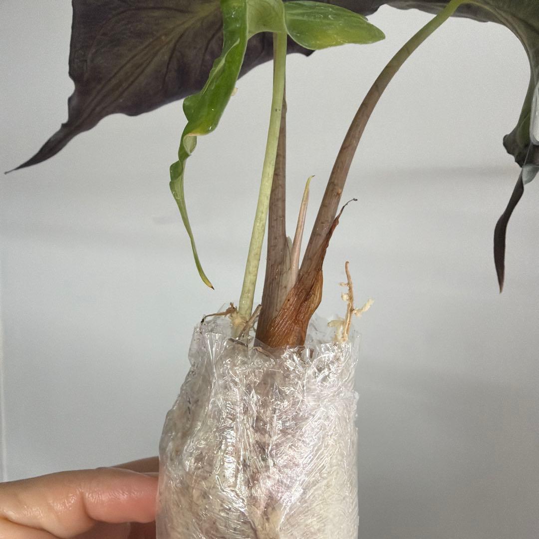 アロカシア ヴェノム Alocasia 'Venom' 管理番号s230