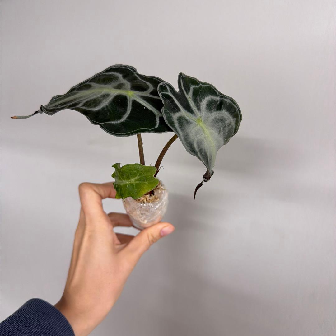 アロカシア ヴェノム Alocasia 'Venom' 管理番号s230