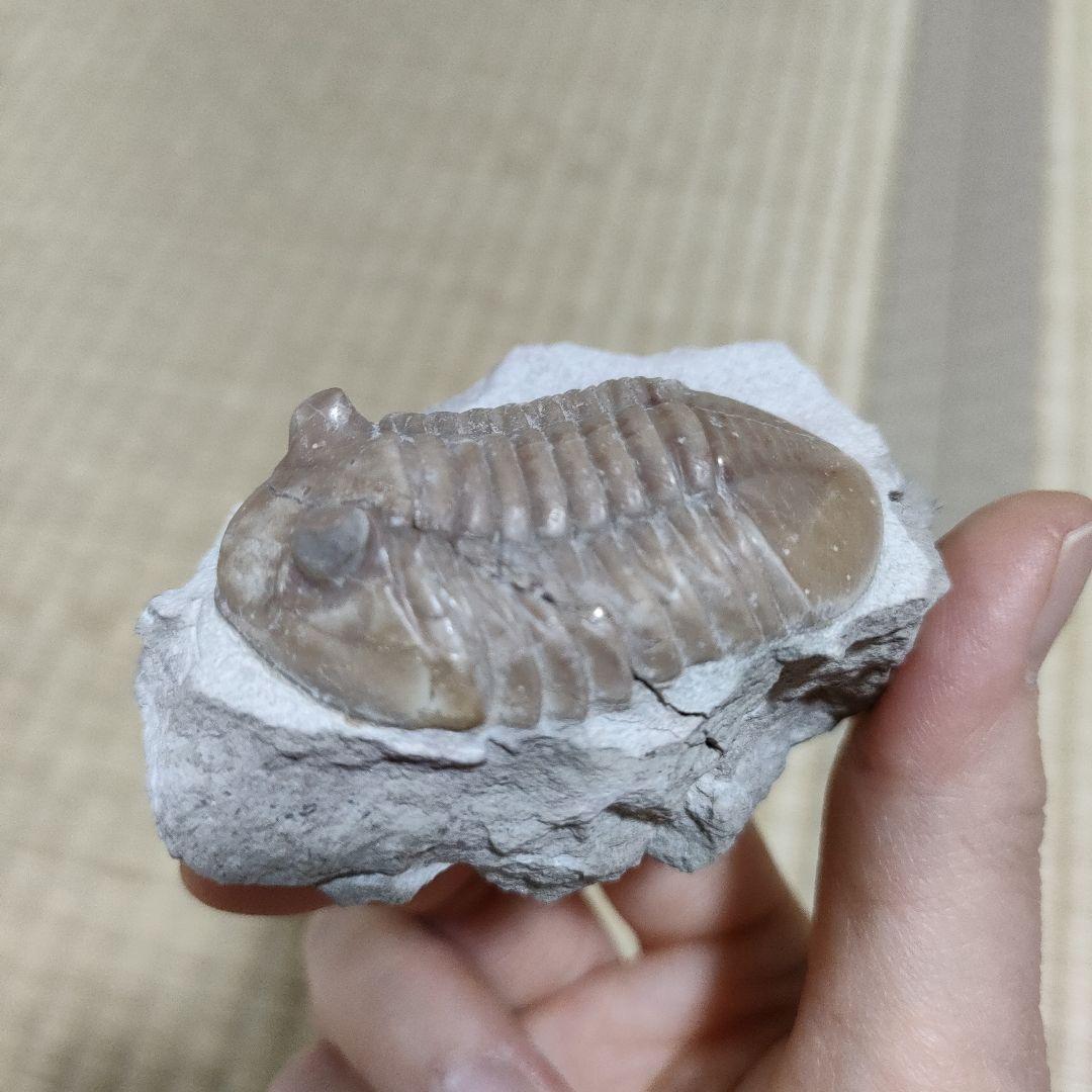 三葉虫の化石