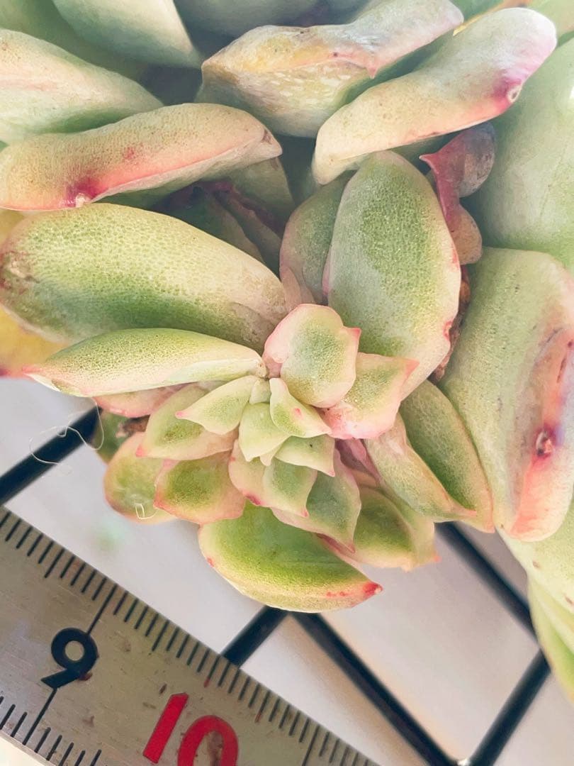 新品種　チュールスカート /Hades 多肉植物　エケベリア 写真1 2状態像