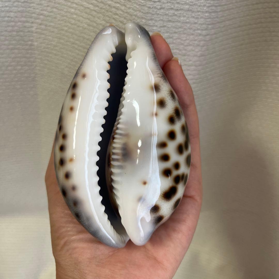 希少！美品！特大沖縄県天然星宝貝（ホシダカラ）