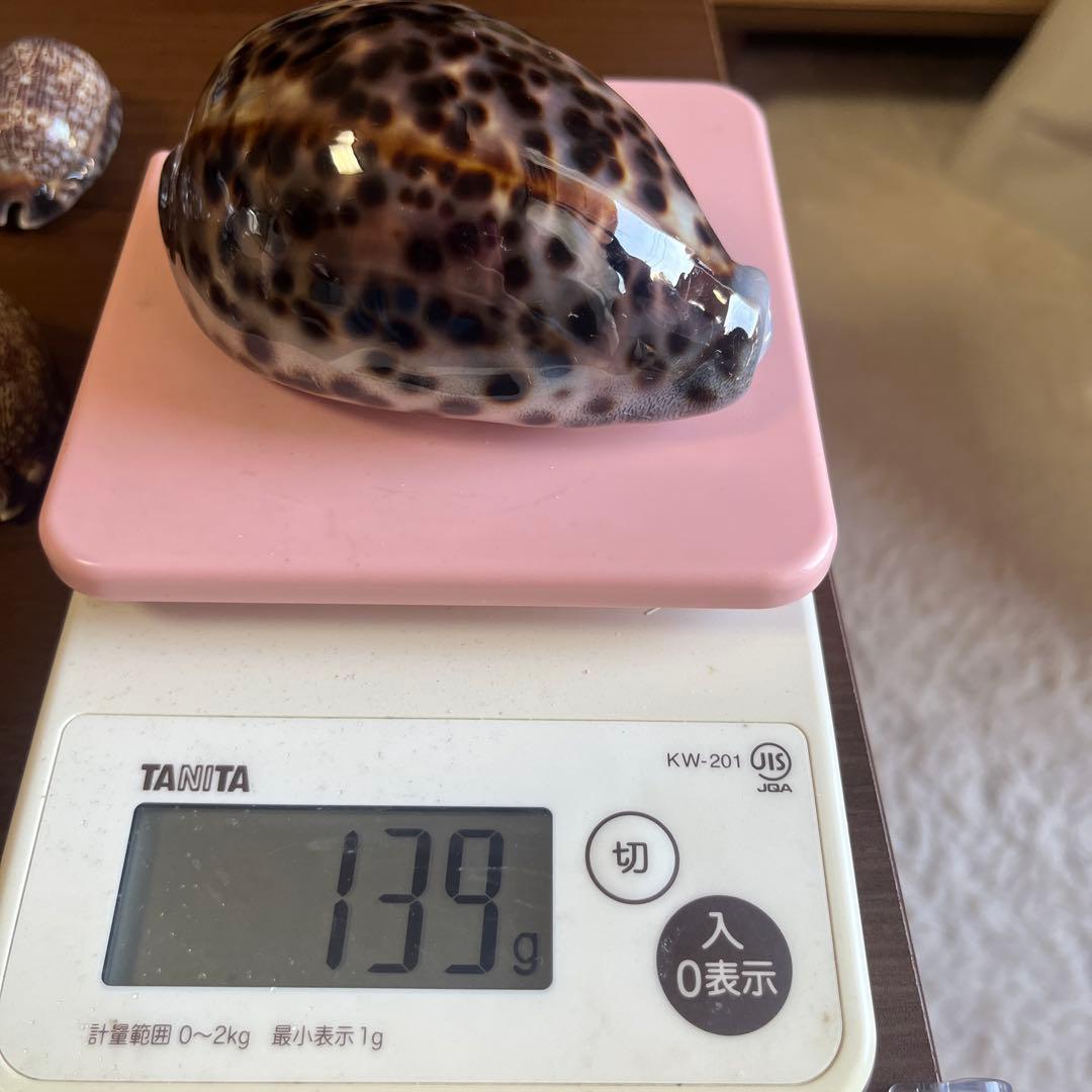 希少！美品！特大沖縄県天然星宝貝（ホシダカラ）