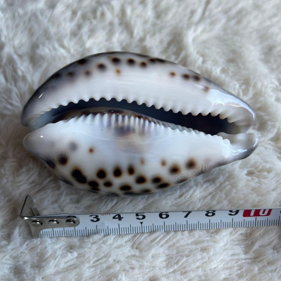 希少！美品！特大沖縄県天然星宝貝（ホシダカラ）