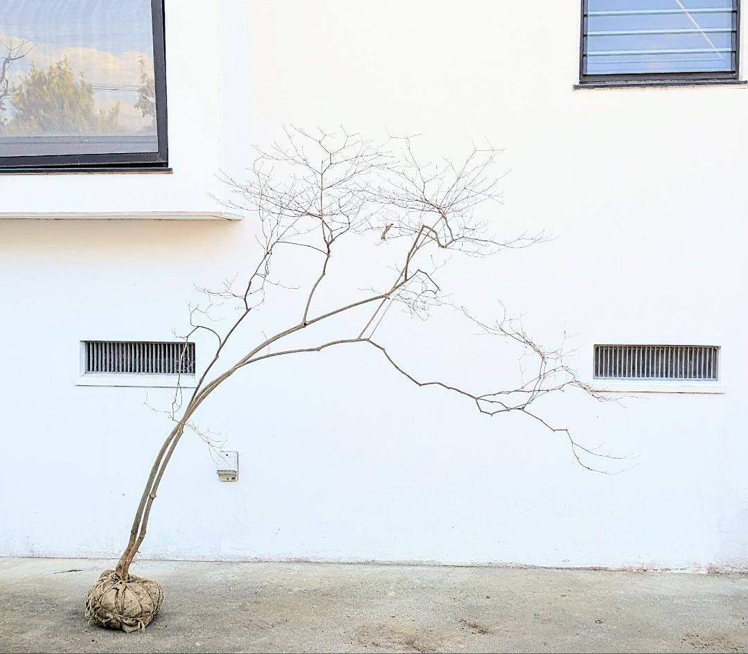 これが本物！。山採りドウダンツツジ。