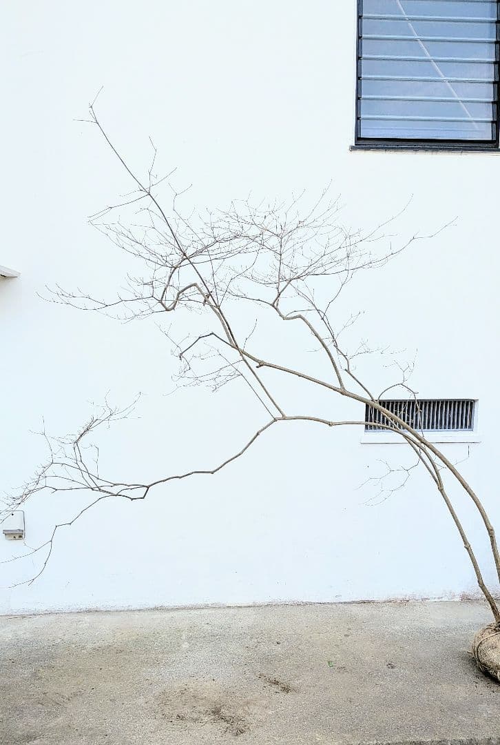 これが本物！。山採りドウダンツツジ。