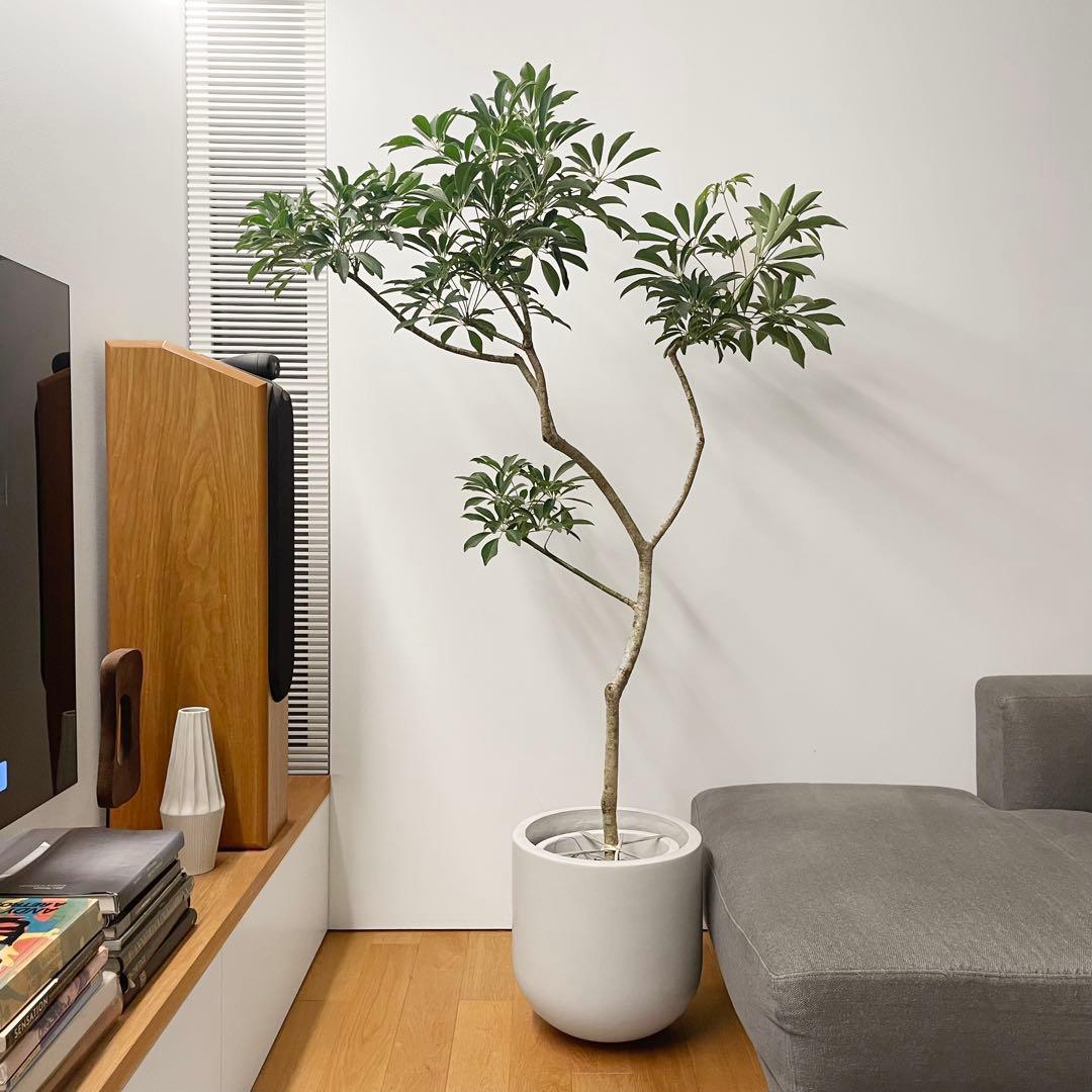 シェフレラ 190cm 10号