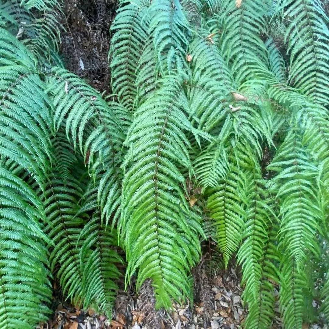 50-60cm目安　巨大ウラジロ　100枚目安+予備　鏡餅　しめ縄　正月飾り