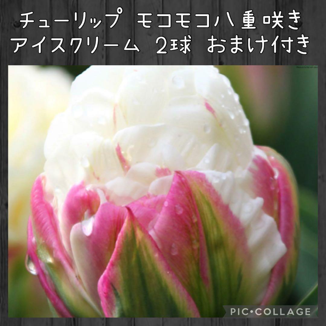 【球根セット】プレミアムチューリップ 球根セット 2球×3種 原種チューリップ付