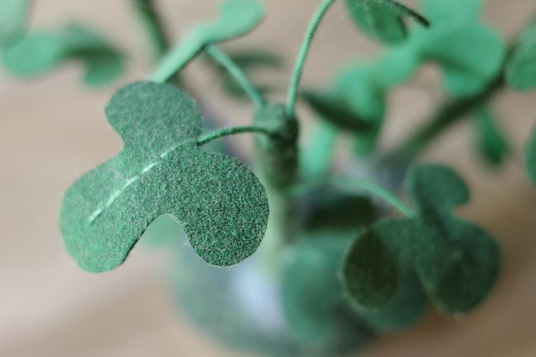 miamaua アデニアグラウカ