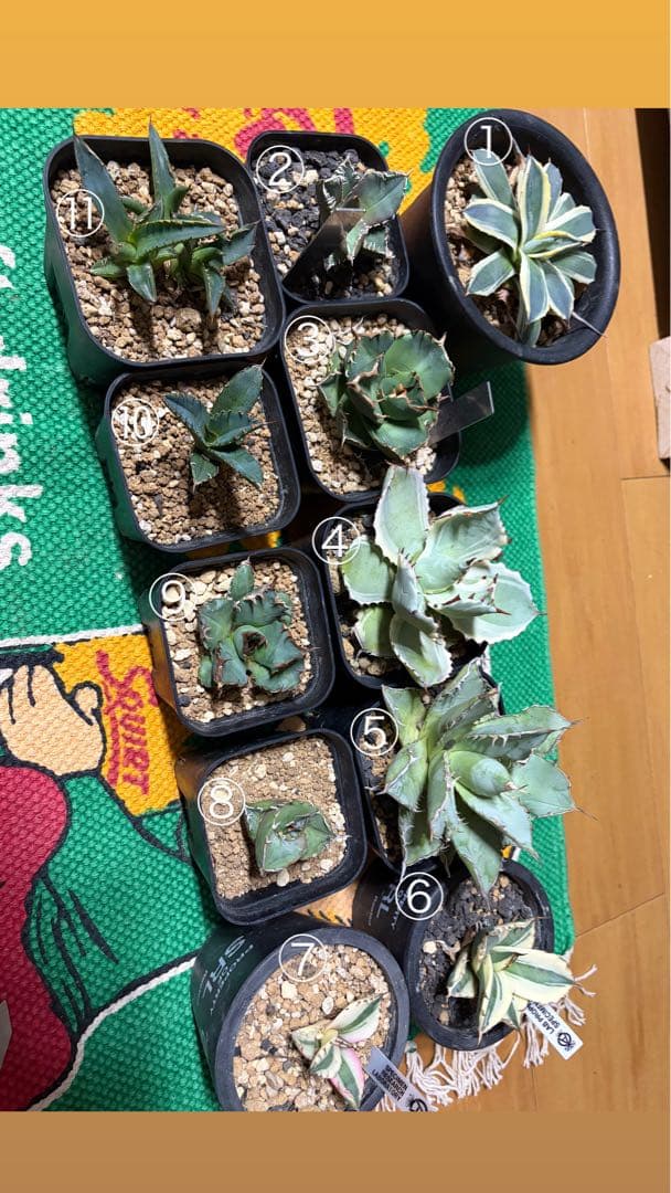 アガベ　子株セット