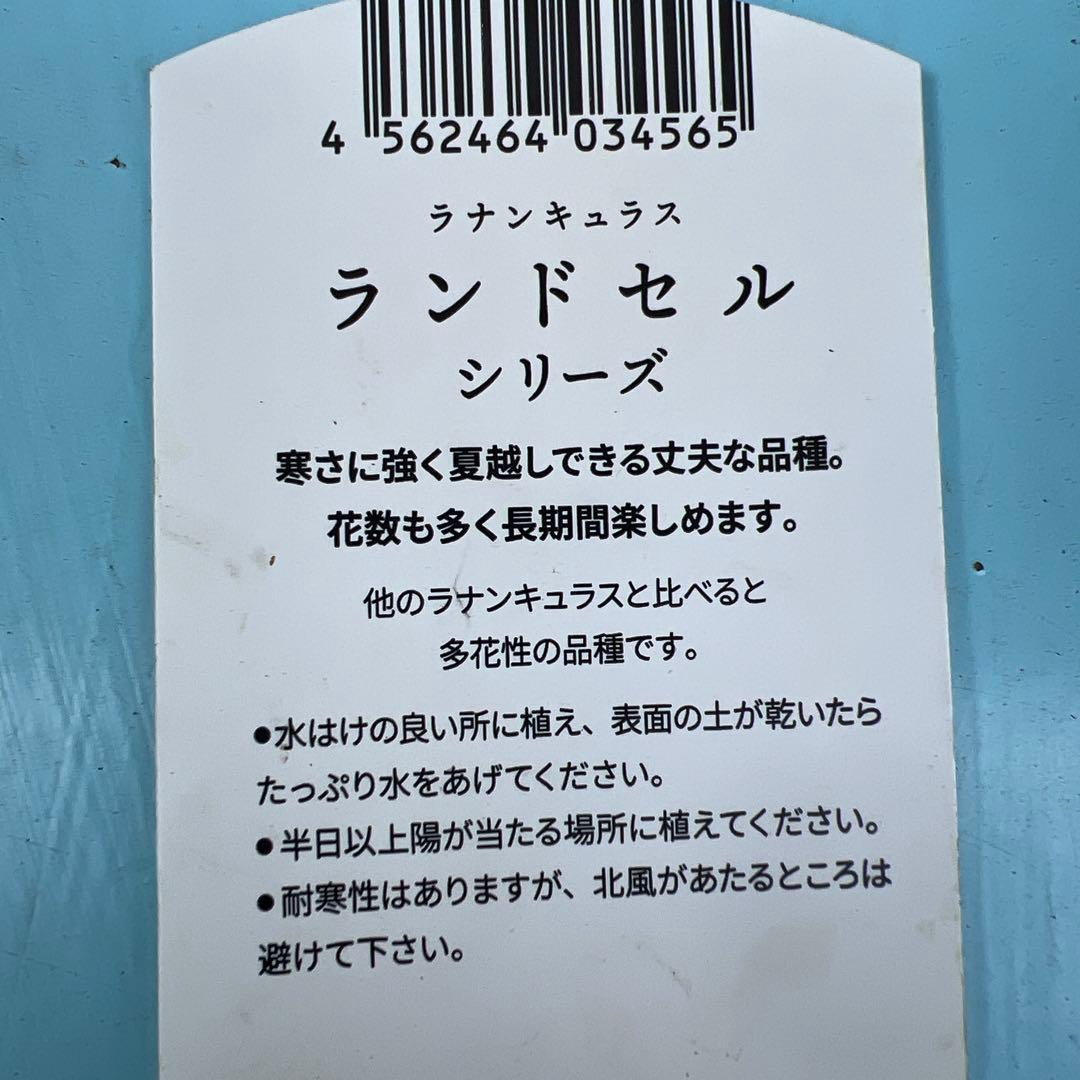 ④ラナンキュラス❁⃘*.゜イパリオン