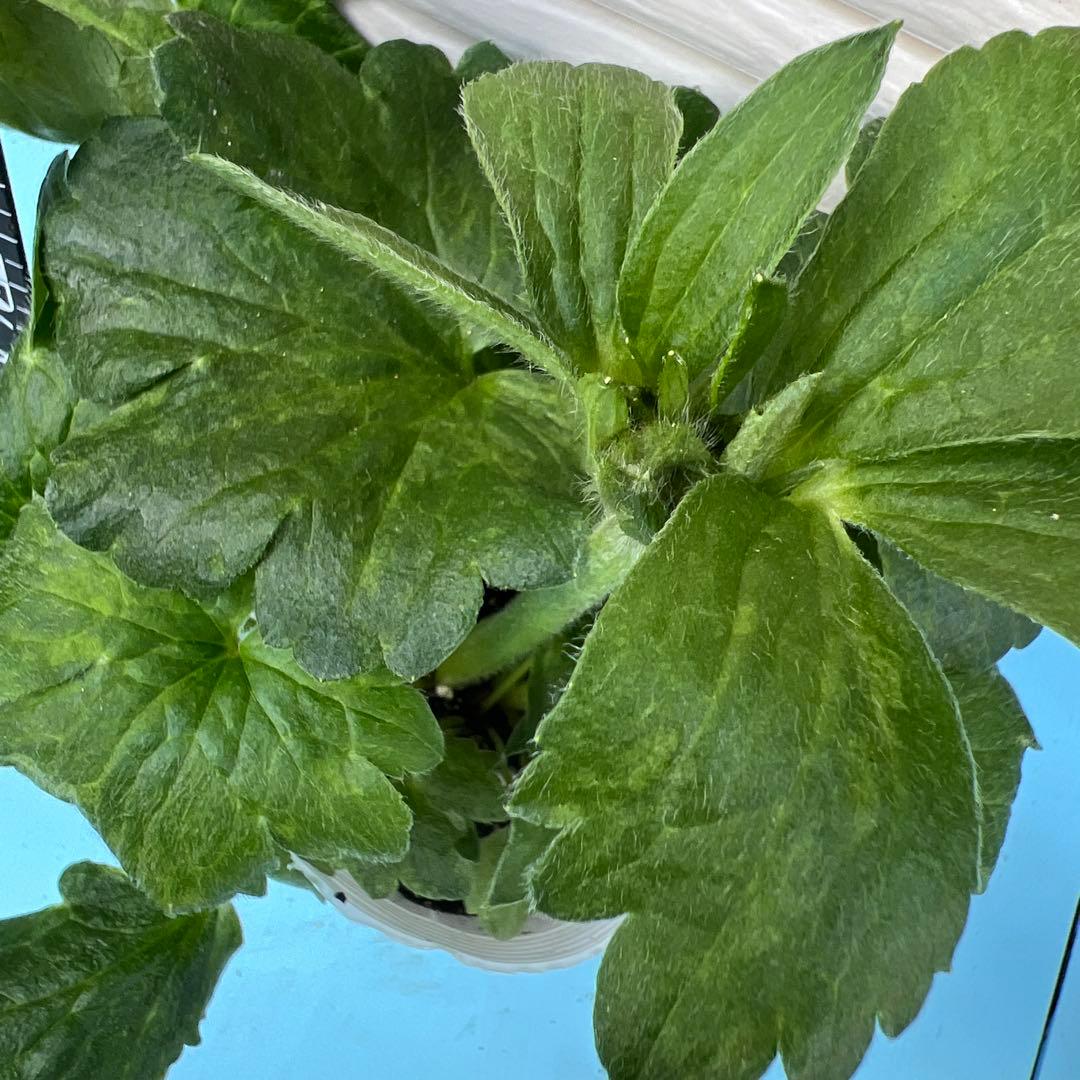 ④ラナンキュラス❁⃘*.゜イパリオン