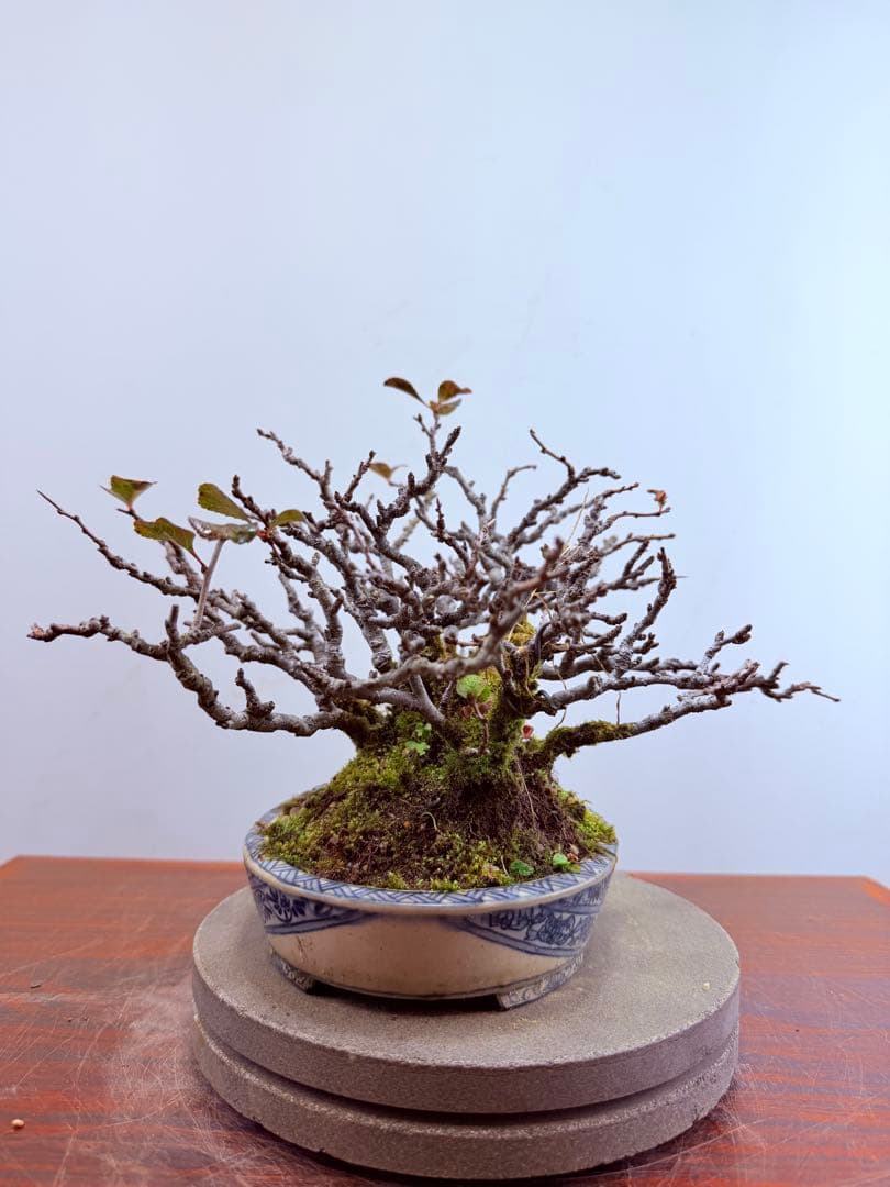 【ガチ盆栽】長寿梅　激古　赤花　鉢:美芸