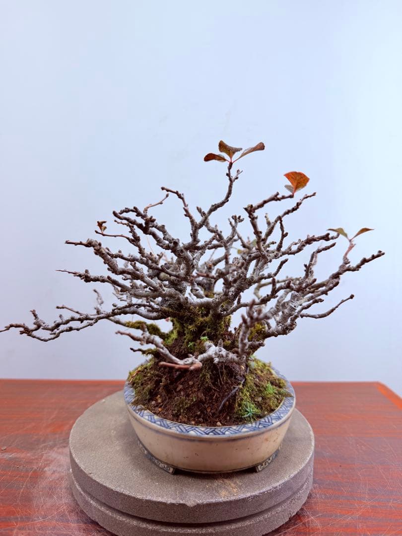 【ガチ盆栽】長寿梅　激古　赤花　鉢:美芸