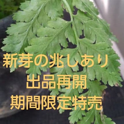 ワケアリ 中⑬ 品種不明シダ