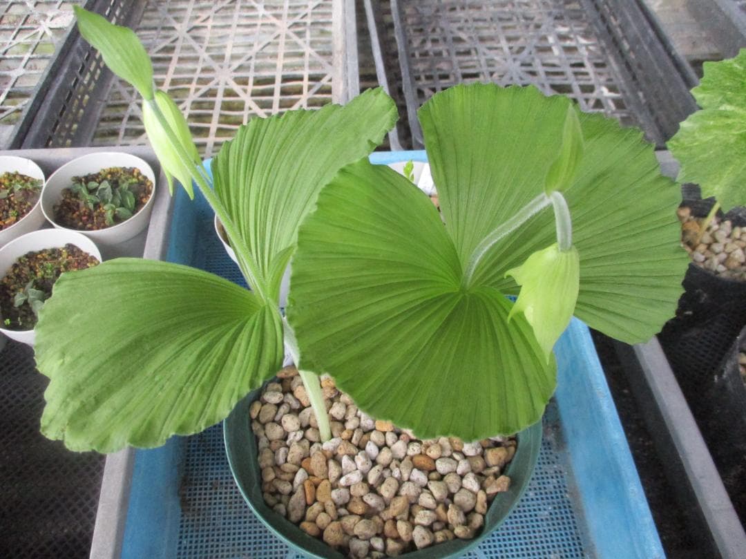 日本クマガイソウ白花素心（開花予定）2芽株(8)