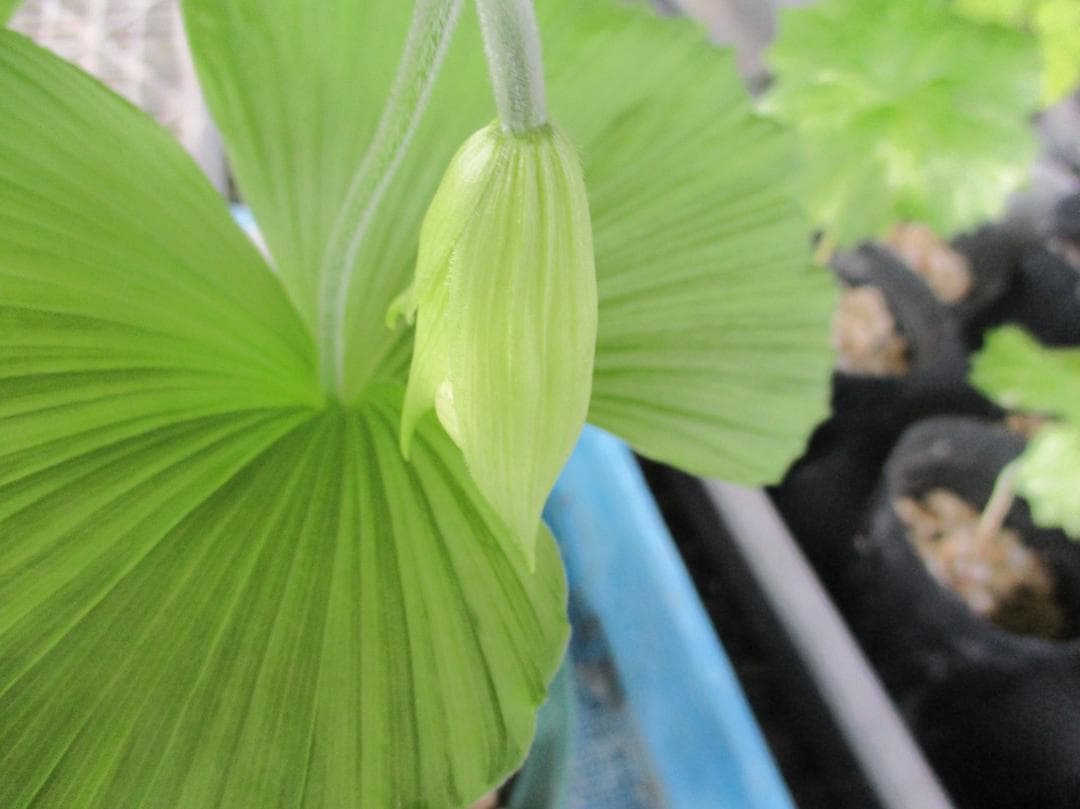 日本クマガイソウ白花素心（開花予定）2芽株(8)