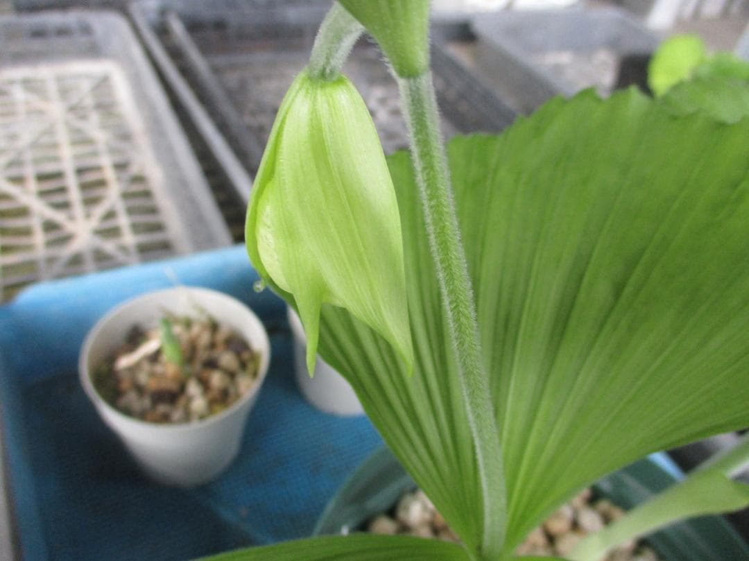日本クマガイソウ白花素心（開花予定）2芽株(8)